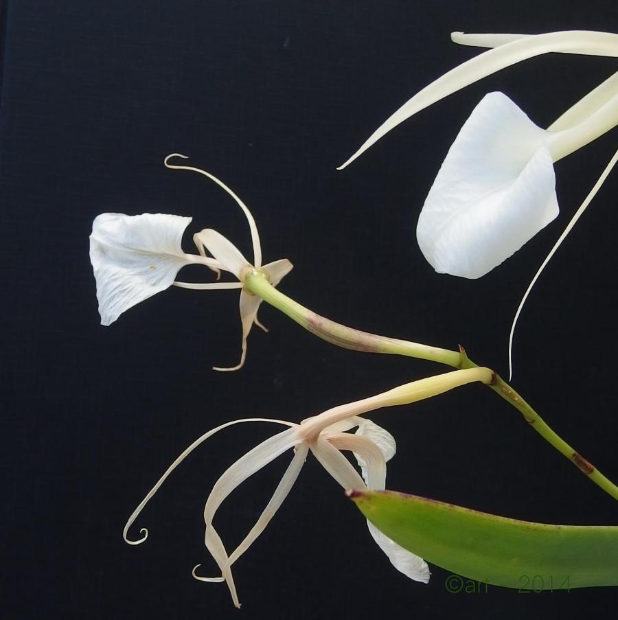 Paphiopedilum vinicolor 'Black Flame' fuerte planta orquídea orquídeas  Frontera de la moda MEJOR PRECIO DE GARANTÍA envío gratis