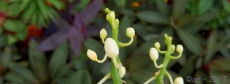 Phalaenopsis equestris aurea - pimpollos 3