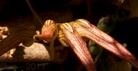 Bulbophyllum Elisabeth Ann 'Buckleberry'